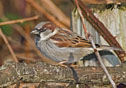 Passer domesticus